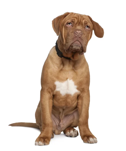 Dogue de Bordeaux, 5 months old, sitting in front of white background — Stock Photo, Image