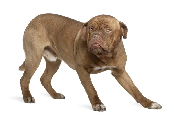 Dogue de Bordeaux, 1 and a half years old, standing in front of white background — Stock Photo, Image