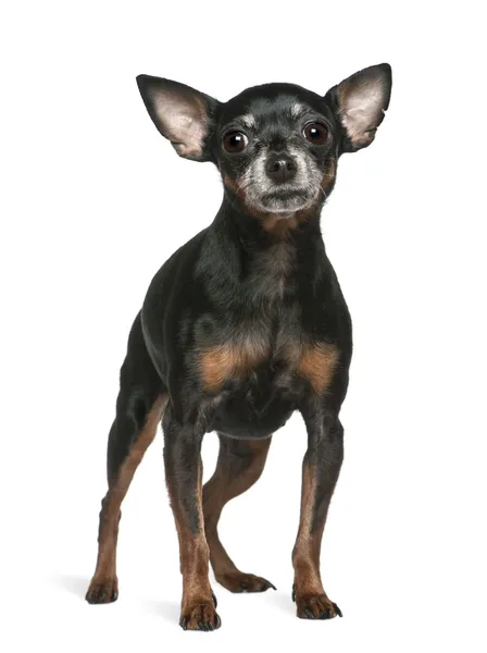 Miniatura Pinscher, 7 anos, de pé em frente ao fundo branco — Fotografia de Stock