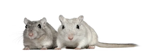 两个沙土鼠，2 岁，在白色背景前 — 图库照片