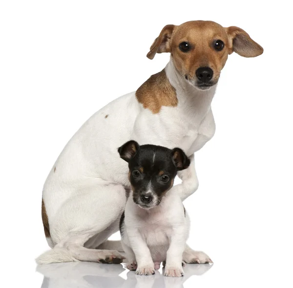 Adult and puppy Jack Russell Terrier sitting in front of white background — Stock Photo, Image