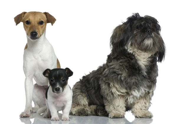 Adulti e cucciolo Jack Russell Terrier con Shih Tzu seduto davanti allo sfondo bianco — Foto Stock