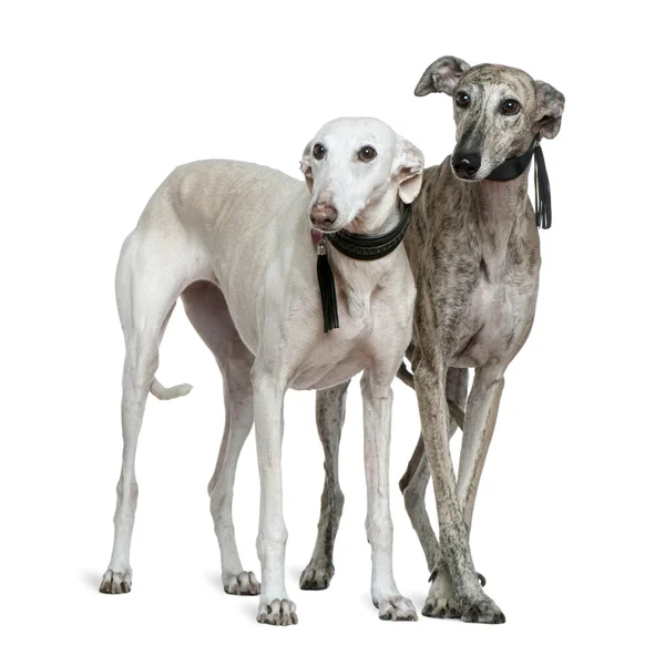 Два Galgo espanol собак, 8 и 7 лет, стоя на белом фоне — стоковое фото