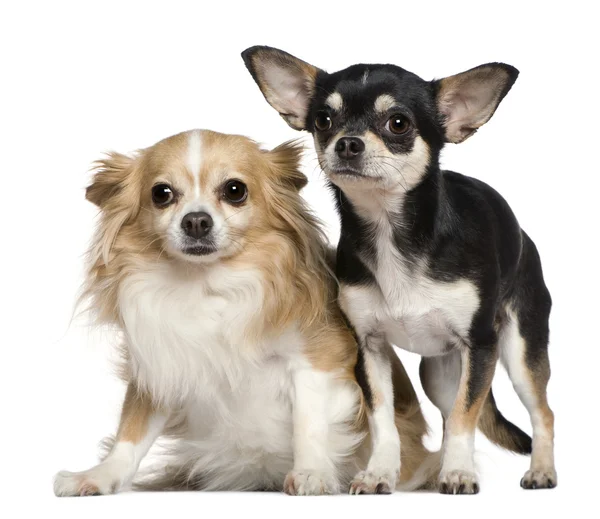 Два Chihuahuas, 6 и 2 лет, перед белым фоном — стоковое фото