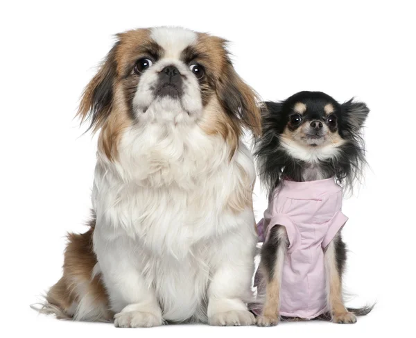 Chihuahua and Pekingese, 23 months and 9 months old, sitting in front of white background — Stock Photo, Image