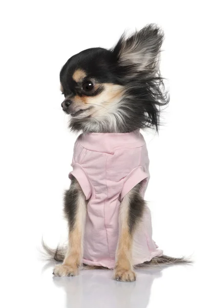Chihuahua pup gekleed in roze, 9 maanden oud, zit op witte achtergrond — Stockfoto