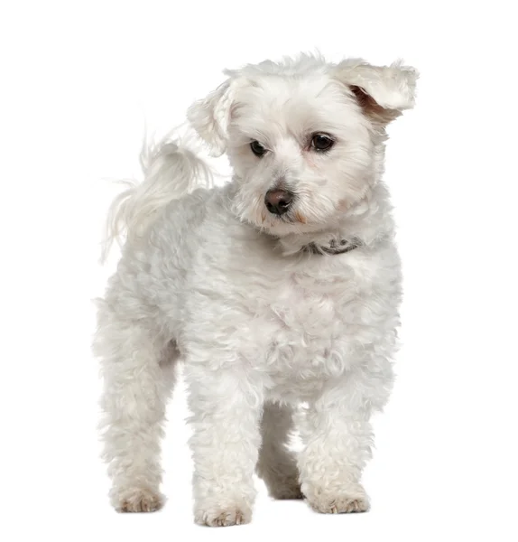 Maltese, 8 years old, standing in front of white background — Stock Photo, Image