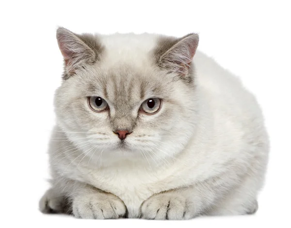 Британская короткошерстная кошка, 7 месяцев, на белом фоне — стоковое фото