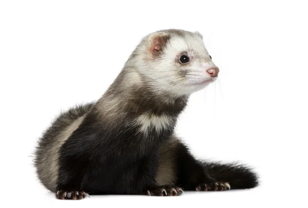 Ferret, 1 year old, in front of white background — Zdjęcie stockowe