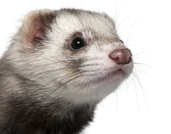 Close-up of Ferret, 1 year old, in front of white background — Stock Photo, Image