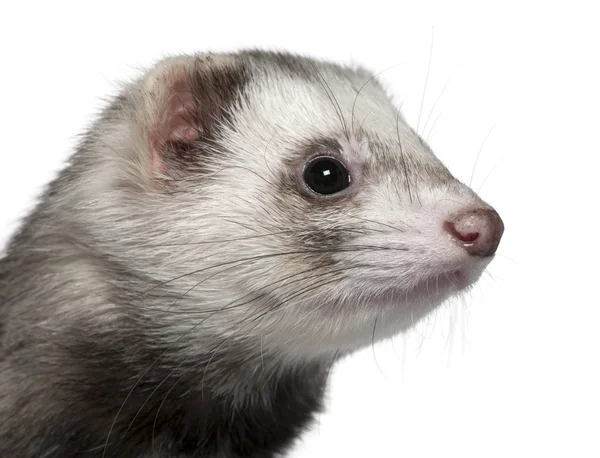 Close-up van ferret, 1 jaar oud, voor witte achtergrond — Stockfoto