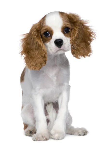 Cavalier King Charles Spaniel, 5 months old, sitting in front of white background — Stock Photo, Image