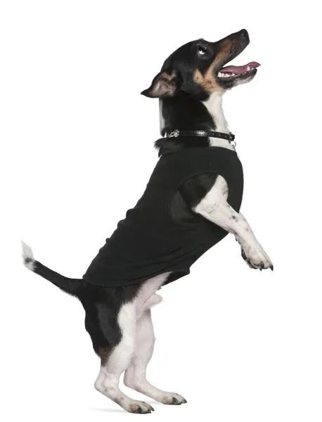 Jack Russell terrier de pie sobre las patas traseras mirando hacia arriba, 2 años y medio de edad, delante de fondo blanco —  Fotos de Stock