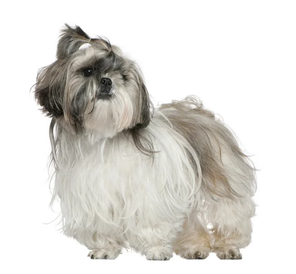 Shih Tzu, 4 years old, standing in front of white background — Stock Photo, Image