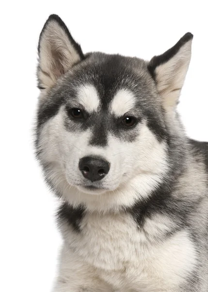 Stock image Close-up of Siberian husky, 6 months old, in front of white background