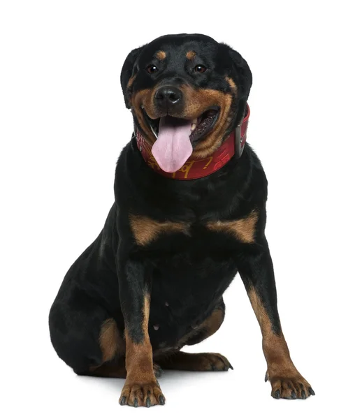 Rottweiler, 7 years old, sitting in front of white background — Stock Photo, Image