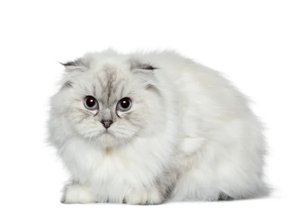 Highland fold cat, 11 months old, in front of white background — Stock Photo, Image