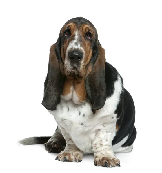Basset hound, 2 years old, sitting in front of white background — Stock Photo, Image