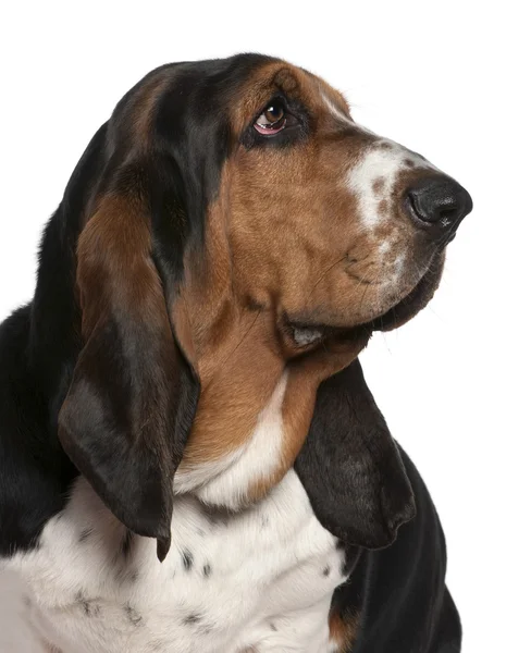 Close-up of Basset hound, 2 years old, in front of white background — Stock Photo, Image