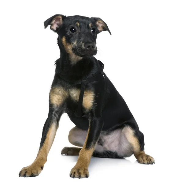 Mixed-breed dog, 4 months old, sitting in front of white background — Stock Photo, Image