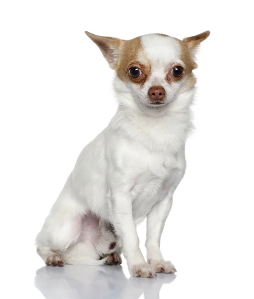 Chihuahua, 1 år gammal, sitter framför vit bakgrund — Stockfoto