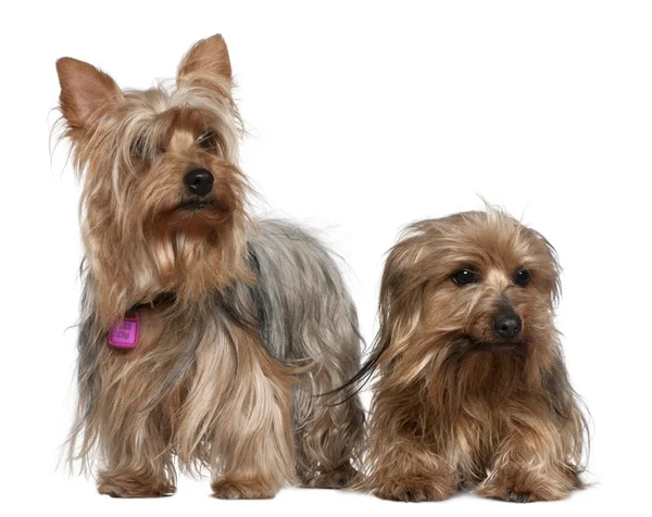 Two Yorkshire terriers, 3 and 6 years old, in front of white background — Stock Photo, Image
