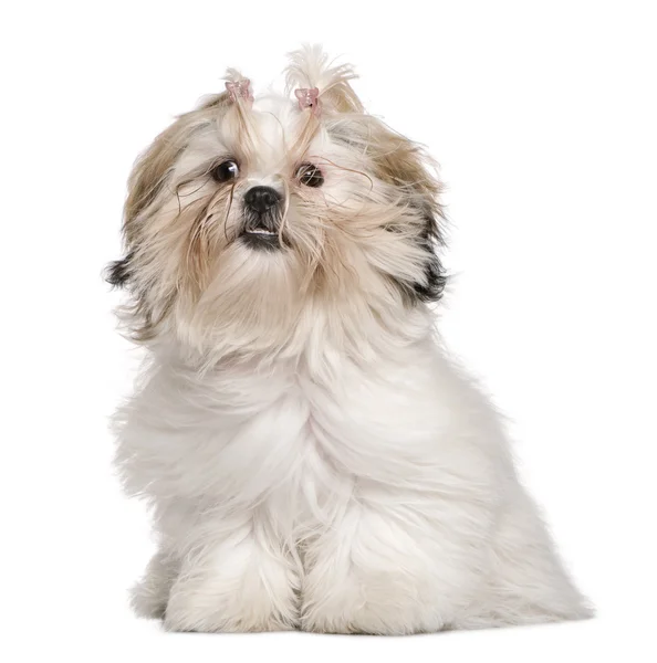 Shih Tzu, 8 months old, sitting in front of white background — Stock Photo, Image