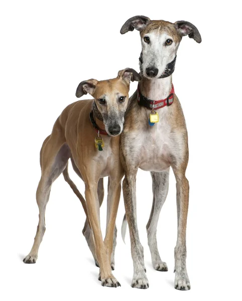 stock image Two Galgo espanols, 3 and 6 years old, standing in front of white background