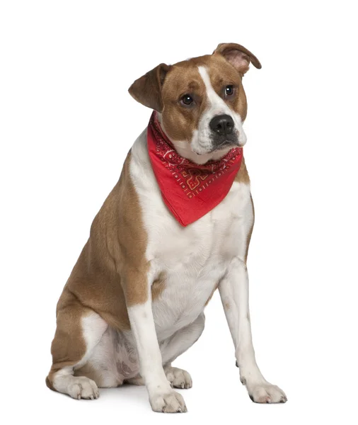 Amerikanischer Staffordshire Terrier mit Taschentuch, 5 Jahre alt, vor weißem Hintergrund — Stockfoto