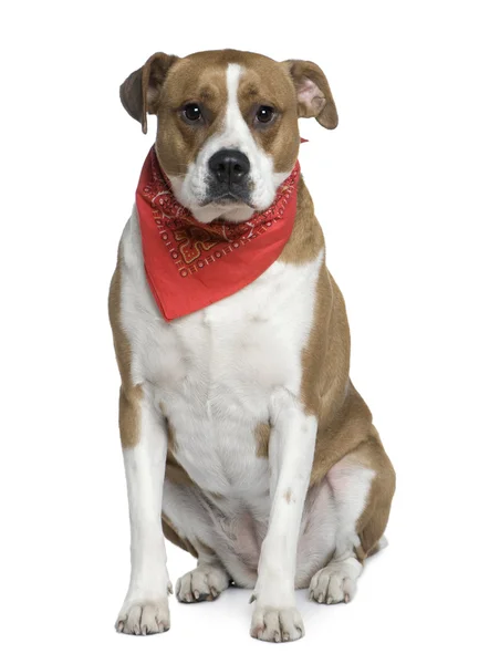 American Staffordshire terrier wearing handkerchief, 5 years old, in front of white background — Stock Photo, Image