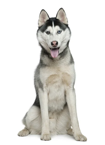 Siberian husky, 9 months old, sitting in front of white background — Stock Photo, Image