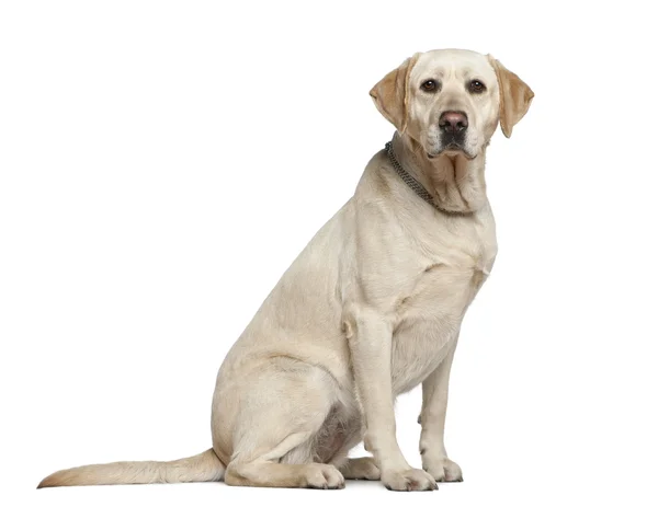 Labrador retriever, 3 years old, sitting in front of white background — Stock Photo, Image