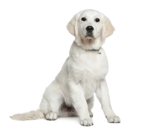 Golden retriever pup, 5 maanden oud, zitten in de voorkant van witte achtergrond — Stockfoto