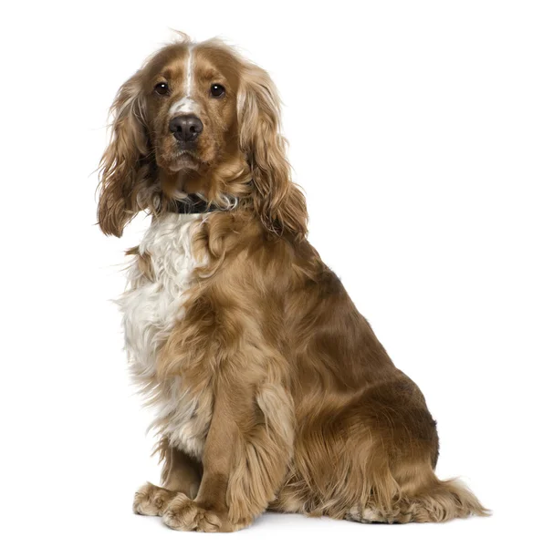 English Cocker Spaniel, 2 and a half years old, sitting in front of white background — Stock Photo, Image