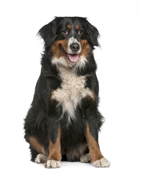Bernese mountain dog, 4 years old, sitting in front of white background — Stock Photo, Image