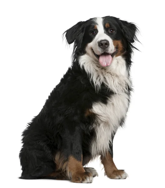 Бернская горная собака, 3 года, сидящая перед белым фоном — стоковое фото
