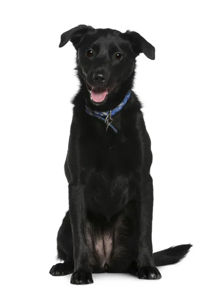 Mixed-breed dog, 2 years old, sitting in front of white background — Stok fotoğraf