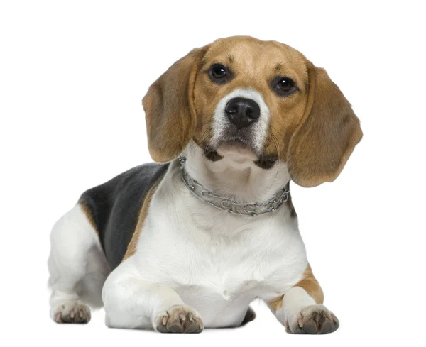 Beagle, 9 miesięcy, leżący z przodu białe tło — Zdjęcie stockowe