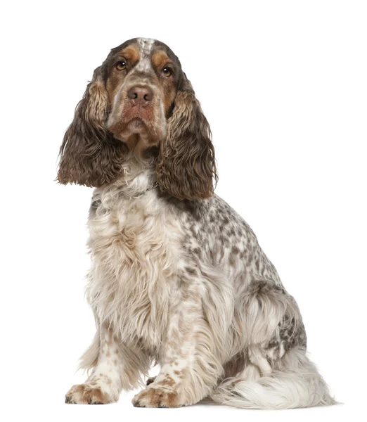 English Cocker Spaniel, 30 months old, sitting in front of white background — Stock Photo, Image