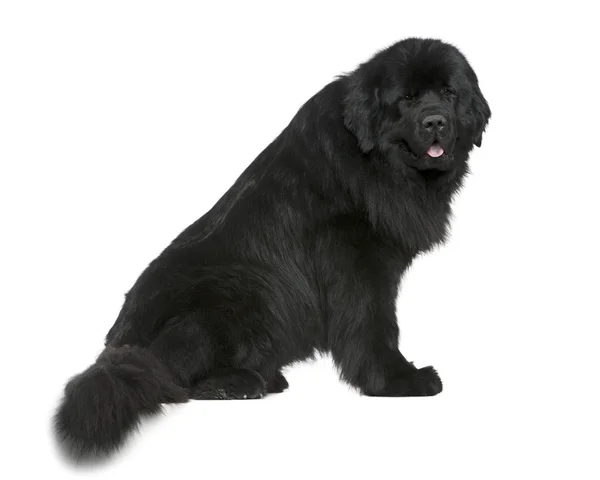 Newfoundland dog, 4 and a half years old, sitting in front of white background — Stock Photo, Image