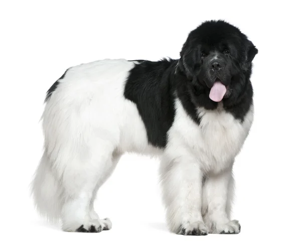 Perro de Terranova, 16 meses, de pie frente al fondo blanco — Foto de Stock