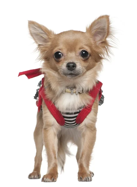 Chihuahua öltözve, 1 éves, fehér háttér előtt áll — Stock Fotó