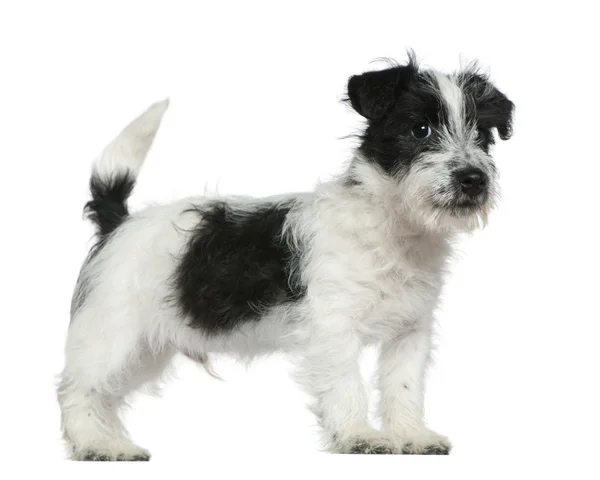 Jack russell Terriër pup, 4 maanden oud, staande voor de witte achtergrond — Stockfoto