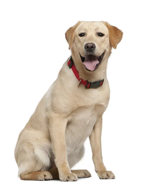 Labrador retriever, 11 months old, sitting in front of white background — Stock Photo, Image