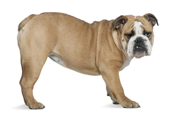 English bulldog, 6 months old, standing in front of white background — Stock Photo, Image