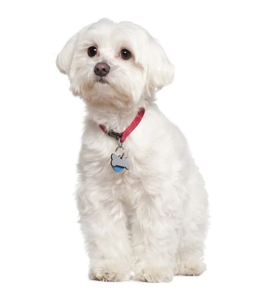 Maltese, 4 years old, in front of white background — Stock Photo, Image