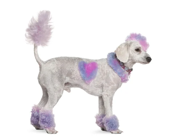 Groomed poodle with pink and purple fur and mohawk, 1 year old, standing in front of white background — Stock Photo, Image