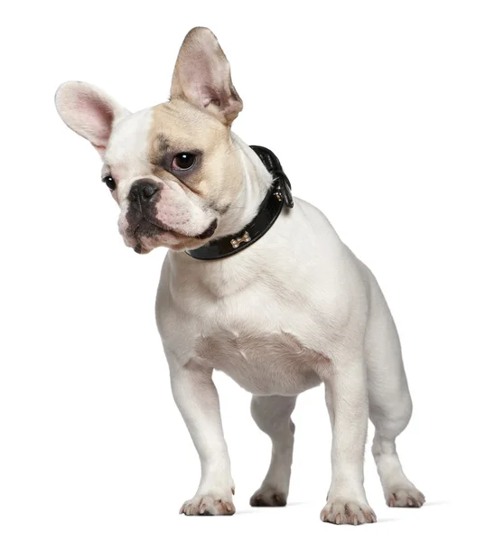 Retrato de bulldog francês, 9 meses, em frente ao fundo branco — Fotografia de Stock