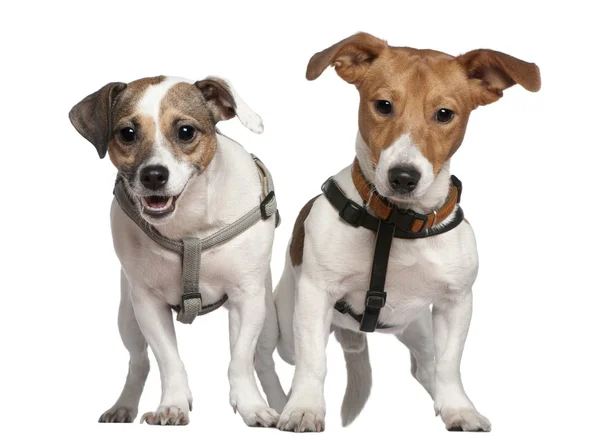 Ritratto di due Jack Russell terrier, 2 anni, davanti allo sfondo bianco — Foto Stock