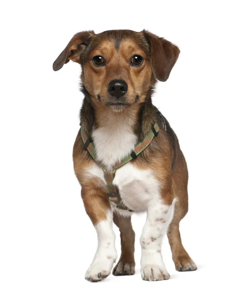 Portrait of crossbreed dog, 2 years old, standing in front of white background — Stock Photo, Image